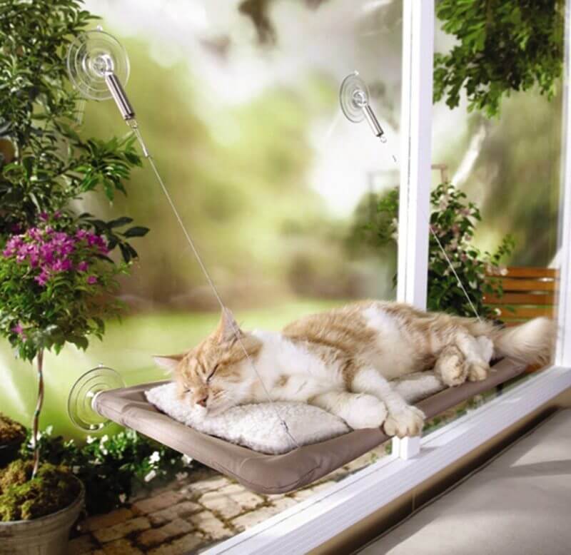 Поличка на вікні сподобається вашому котові