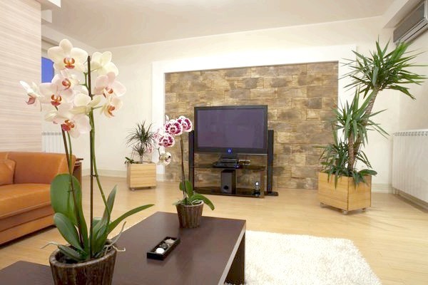 Орхідеї в дизайні вітальні