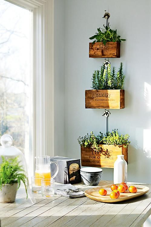 Їстівні рослини у стильних ящиках в інтер'єрі кухні