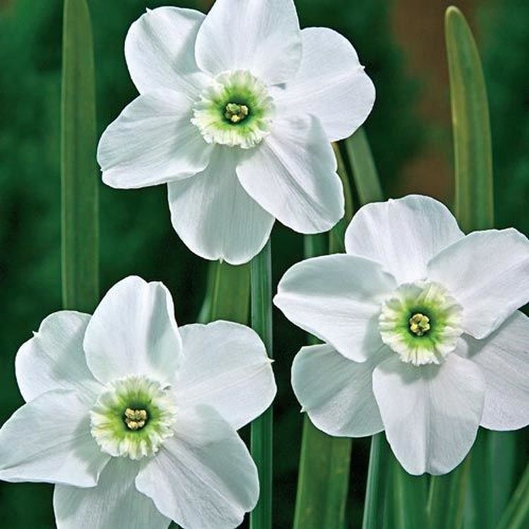 Нарциси з біло-зеленими квітами