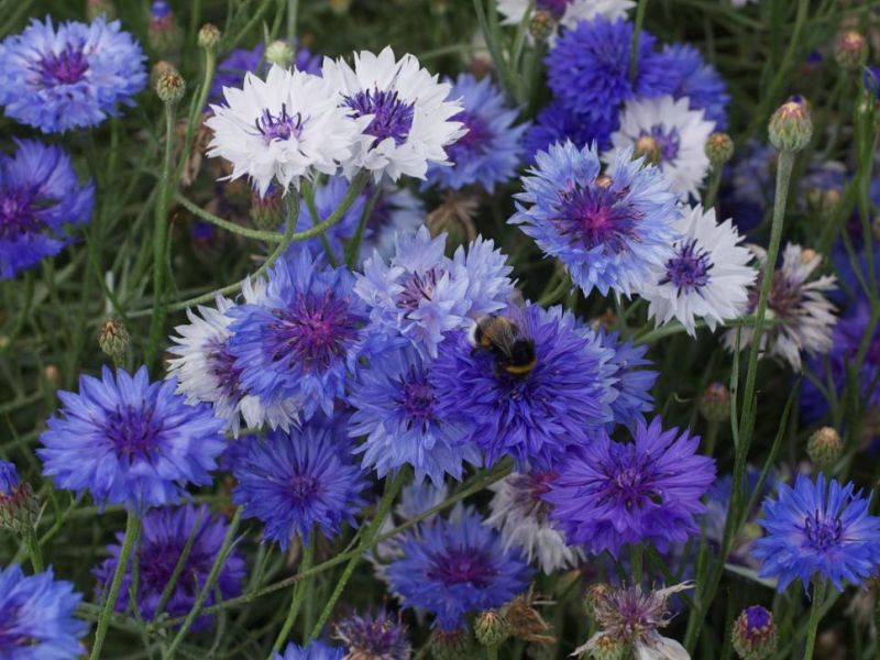 Найкрасивіші однорічники: 10 видів квітів, що самостійно розсіюються на клумбі