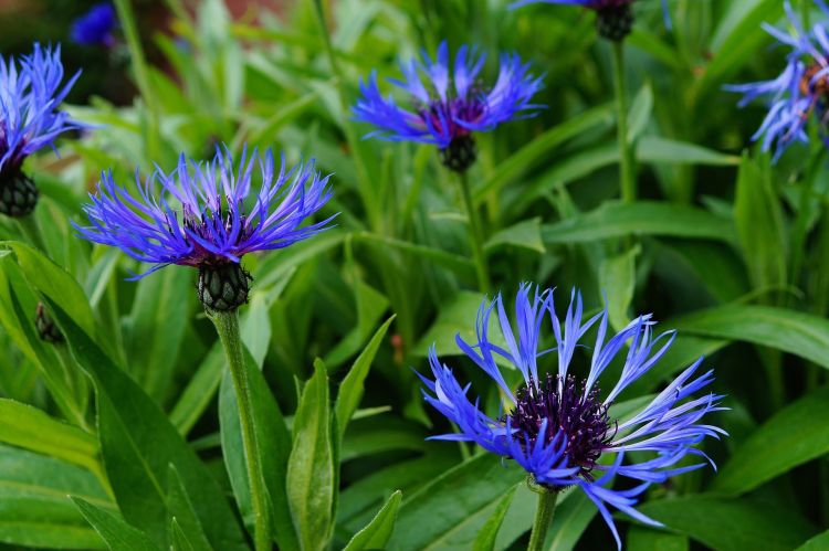 Сині волошки - однорічна рослина для саду