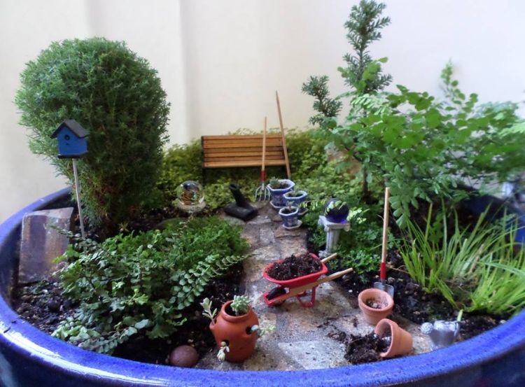 Використання папороті в інсталяції міні-саду