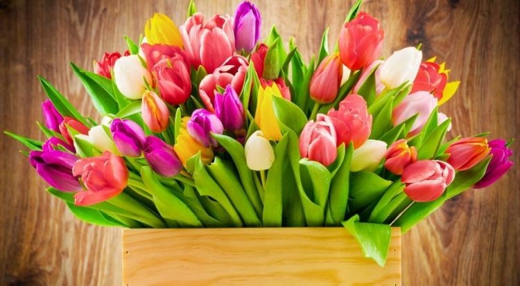 Різнокольорові тюльпани у флористичній композиції