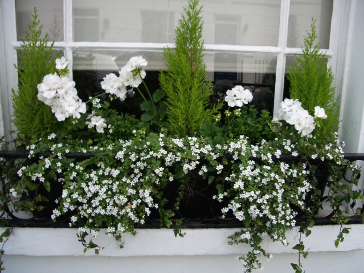 Біло-зелена композиція з рослин з багаторічниками