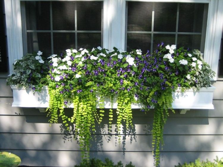 Красива композиція з декоративних рослин і квітів за вікном