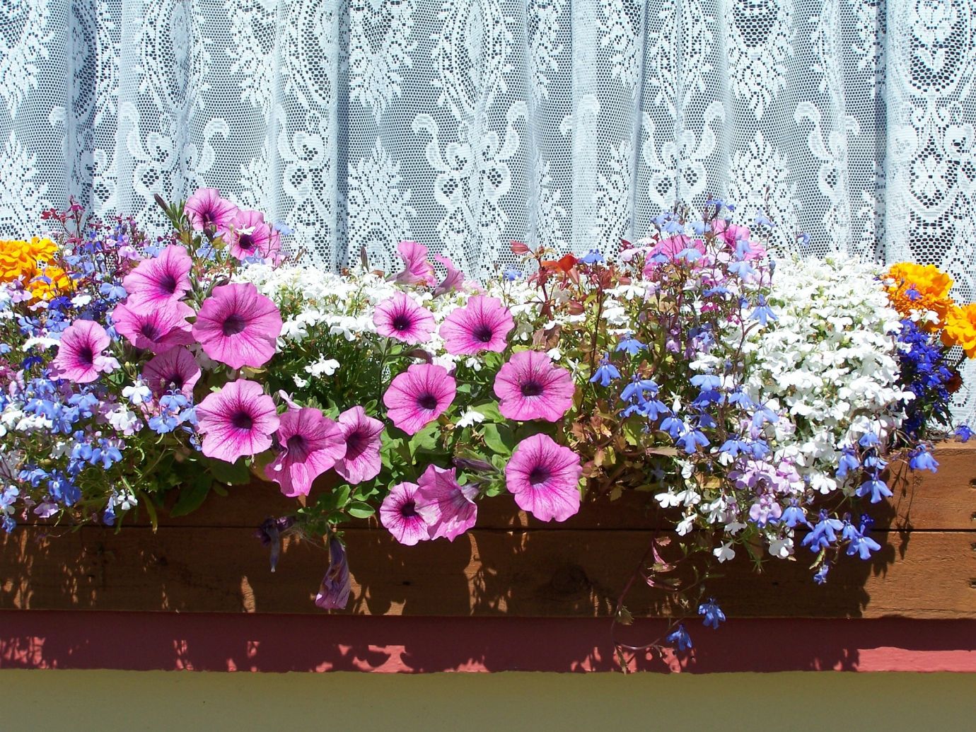 Квіти за вікном квартири в контейнерах