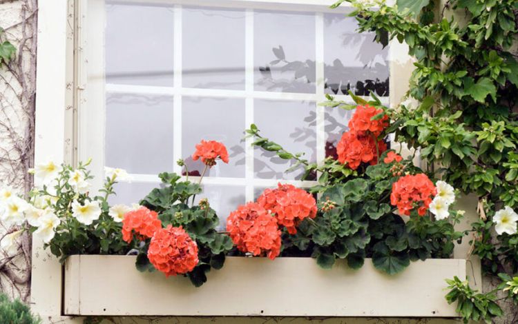 Квіти за вікном: пеларгонія та петунія