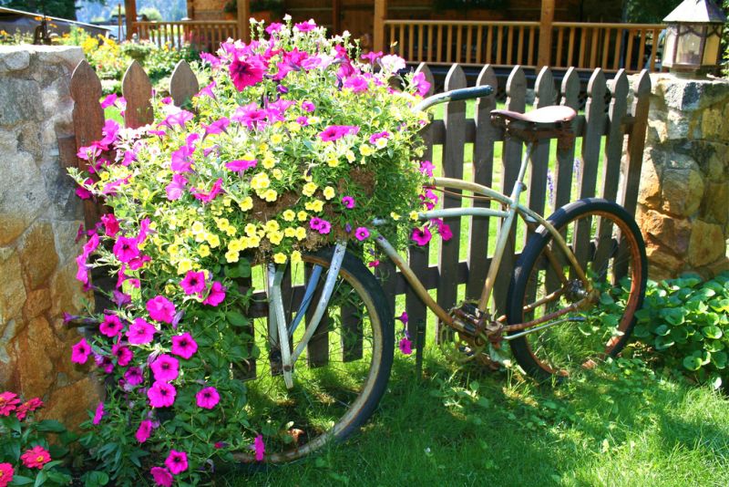Старий велосипед біля паркану прикрашають ампельні петунії