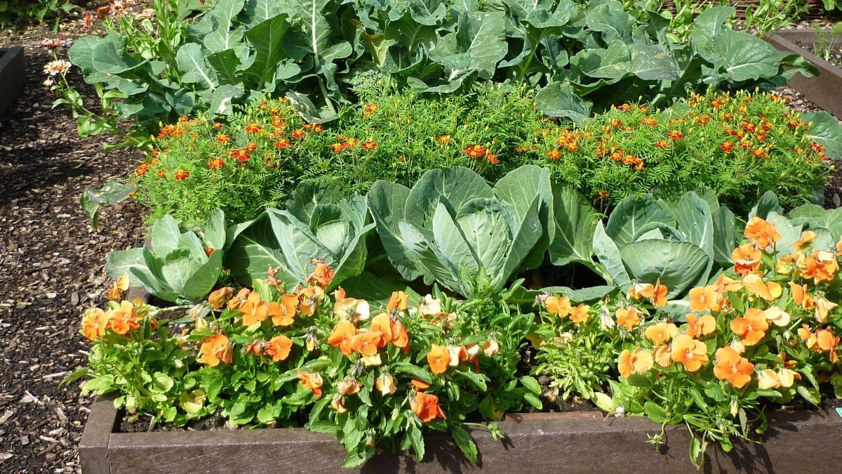 Квіти-захисники: як красиво убезпечити овочі від шкідників