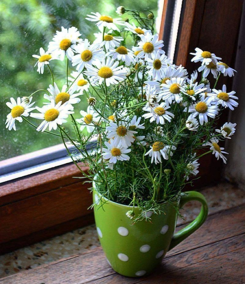 Зелена чашка у горошок чудово замінить вазу для польових ромашок
