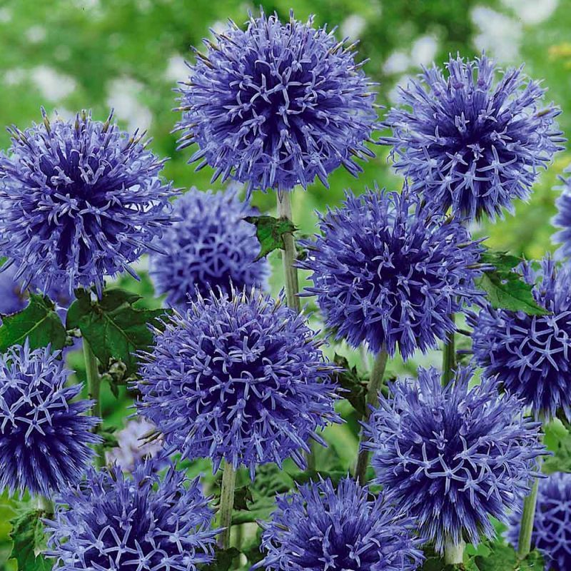 Синій красень головатень - квітка-сухоцвіт