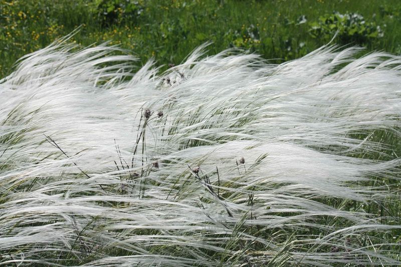 Степова ковила - красива декоративна трава