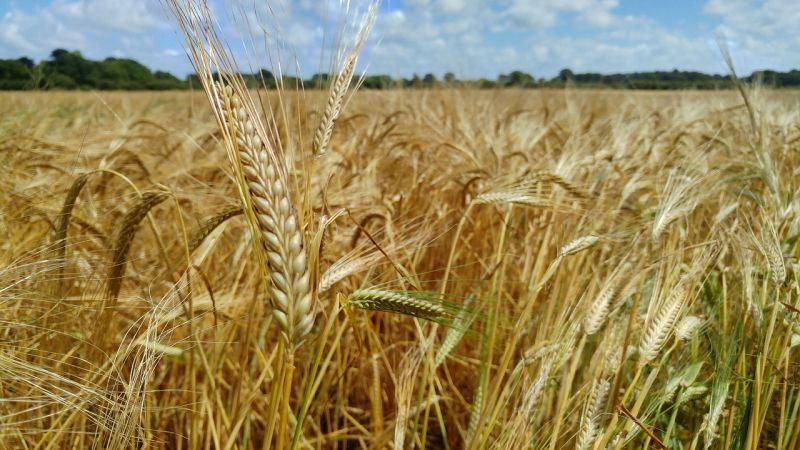 Колоски пшениці використовують для сухих фітокомпозицій