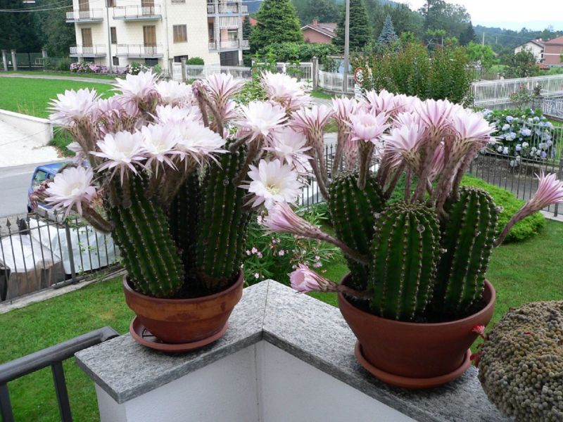 Кактуси ехінопсис в період цвітіння