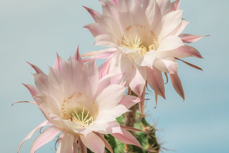 Біло-рожеві квіти кактуса ехінопсис