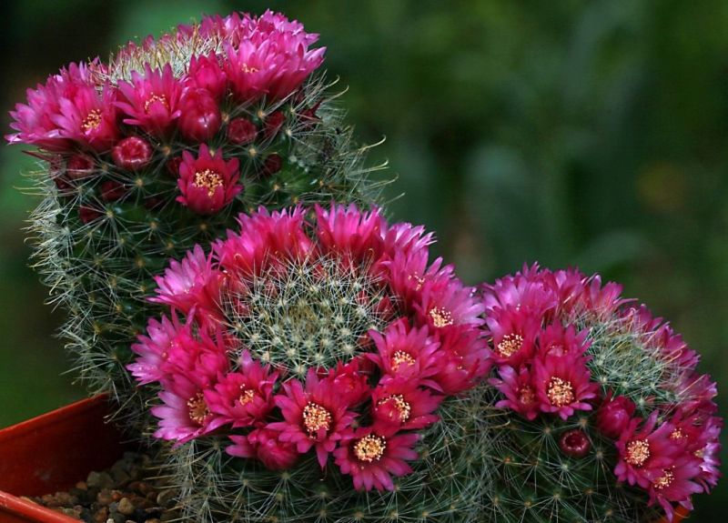 Стійкі кактуси: мамілярія, що квітне рожевими квітами