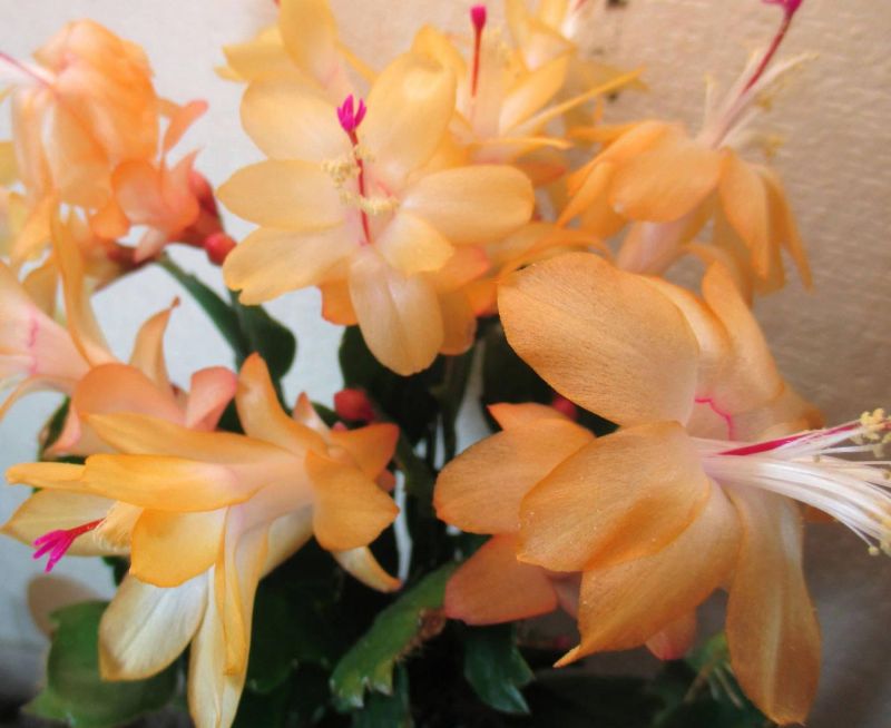 Кактус Шлюмбергера з екзотичними жовтуватими квітами