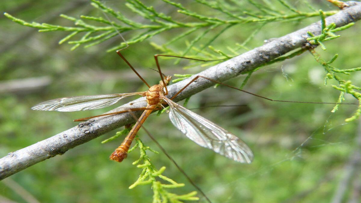 7 видів привабливих духмяних рослин, що відлякують комарів