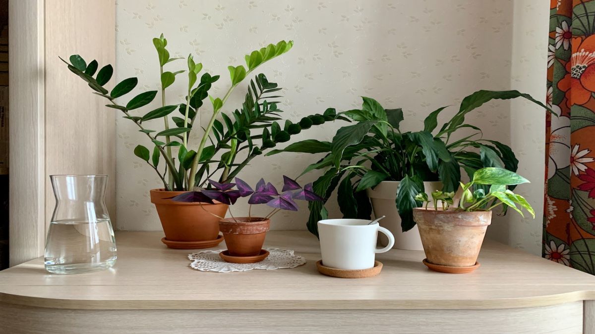 Невибагливі кімнатні рослини, догляд за якими подужає будь-хто