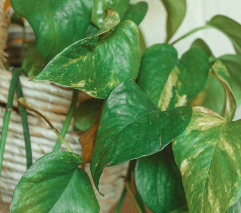 Сциндапсус - кімнатна рослина, за якою легко доглядати