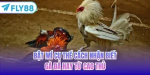 cách nhận biết gà đá hay