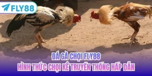 đá gà chọi fly88
