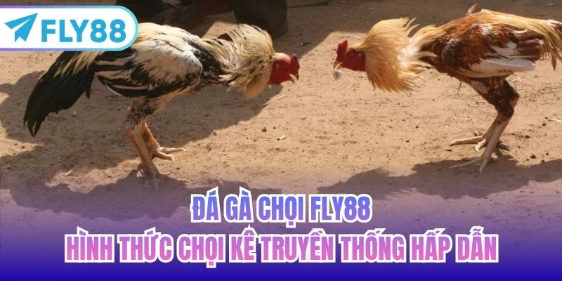 đá gà chọi fly88