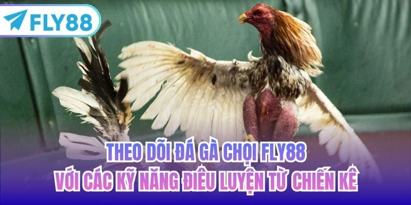 Theo dõi đá gà chọi FLY88 với các kỹ năng điêu luyện từ chiến kê